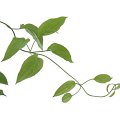 Stemona japonica.